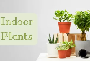 Indoor Plants