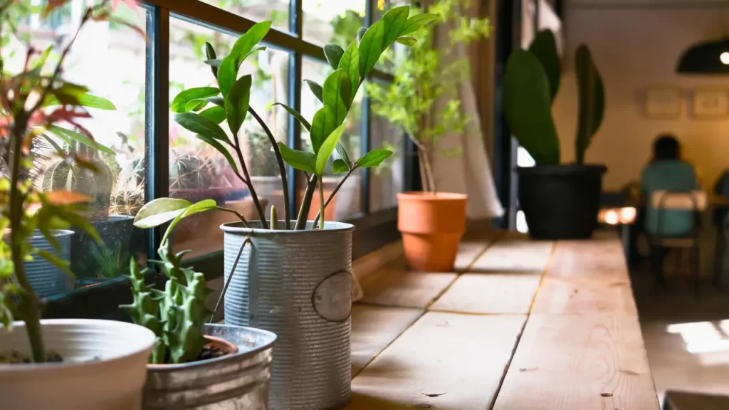 Indoor Plants