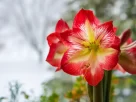 Amaryllis flower