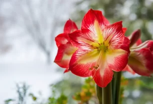 Amaryllis flower