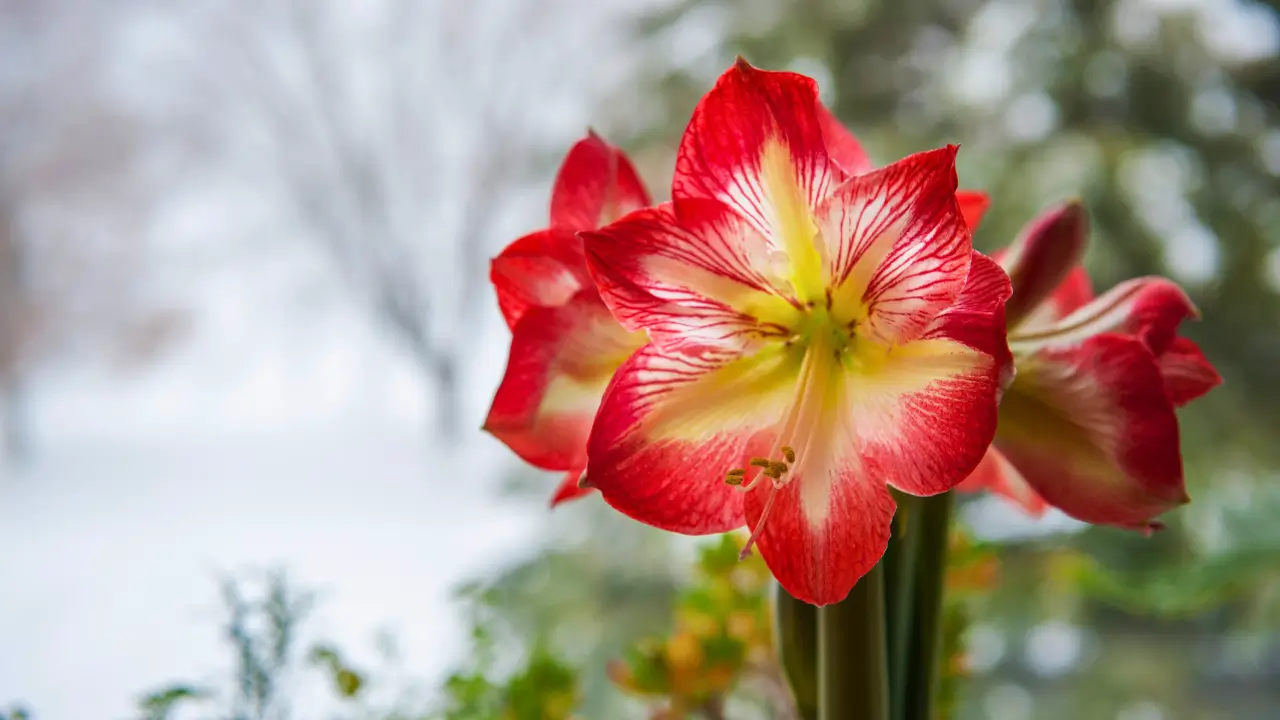 Amaryllis flower