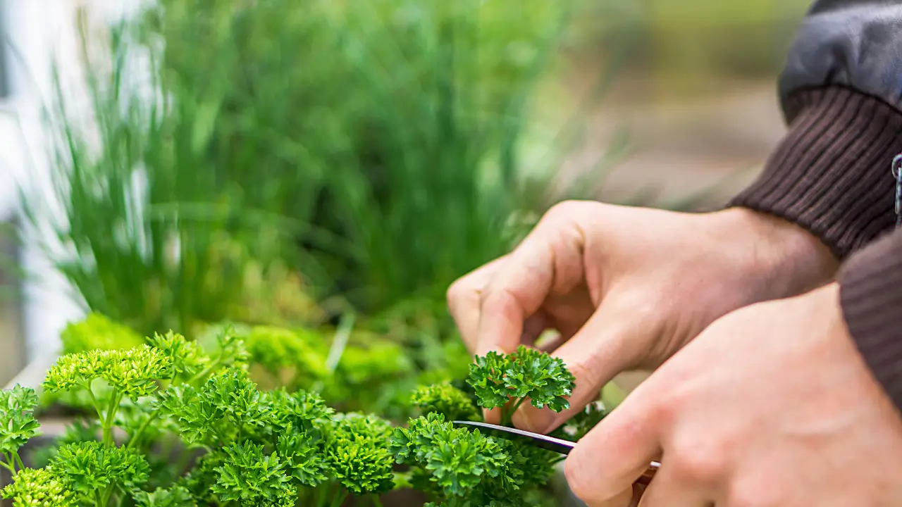 Herb Garden Indoors: 7 Clever Ways to Start a Low-Maintenance